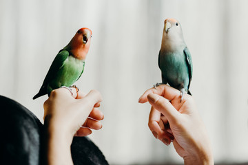 Woman liviing with Lovebird on hand with in livingroom.