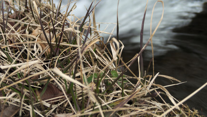 渓流と枯れ草