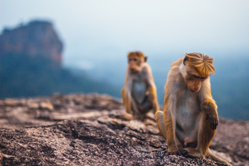 Monkeys on the rock in Sri Lanka and beautiful Sigiriya rock view