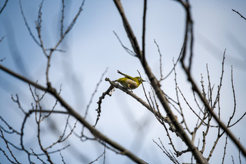 公園で遊ぶメジロ