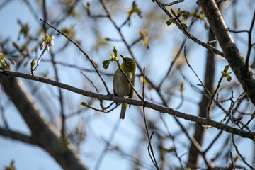 公園で遊ぶメジロ