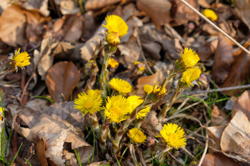 Gelb blühender Huflattich (lat.: Tussilago farfara) zwischen altem Laub