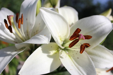 Fototapeta na wymiar two white lily flowers in the garden on a bright summer sunny day, petals and stamens with orange pollen