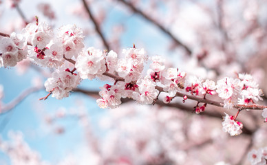 Fototapeta premium Apricot Bloom. Spring Flowers Blossom