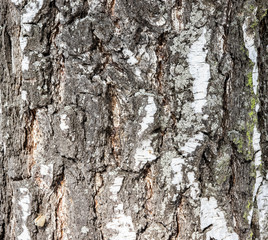 
embossed tree bark background texture