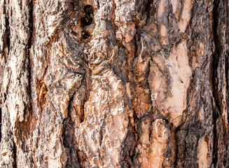 
embossed tree bark background texture
