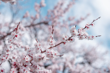 Apricot Bloom. Spring Flowers Blossom