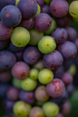 colorful fresh grapes 