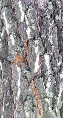 
embossed tree bark background texture