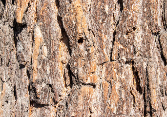 
embossed tree bark background texture