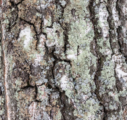
embossed tree bark background texture