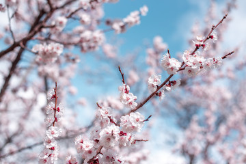 Apricot Bloom. Spring Flowers Blossom