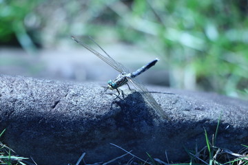トンボ © 黒水 雪那