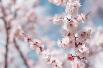 Apricot Bloom. Spring Flowers Blossom