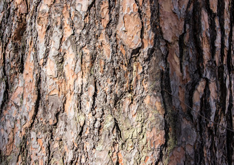 
embossed tree bark background texture