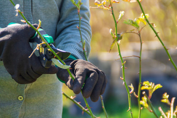 Gardener pruning rose bushes in spring. Spring pruning roses