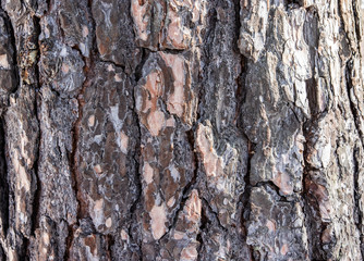 
embossed tree bark background texture