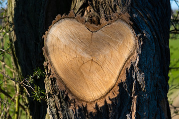 Herz Ast abgesägt Schnittfläche Baum Form Liebe Symbol Holz Strukur Maserung Profil Rinde Schutz...