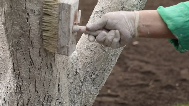 The farmer covers the tree with white paint to protect it from pests. The concept of gardening