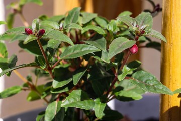 Fototapete bei efototapeten.de bestellen   