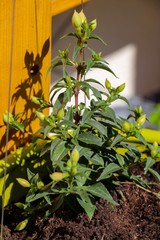 Fuchsien