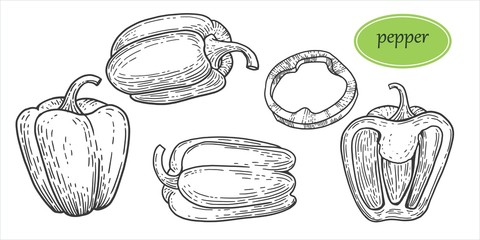 Vintage bell pepper hand drawn vector set. Detailed vegetarian food drawing. Farm market product. Vegetable engraved style object, full, half and slices. Pepper rings, half pepper, whole. - 336103936