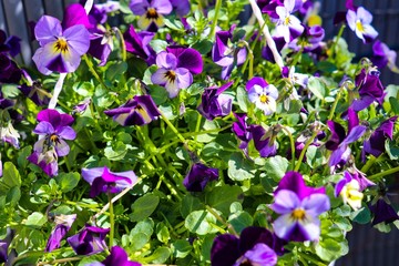 Fototapete bei efototapeten.de bestellen   