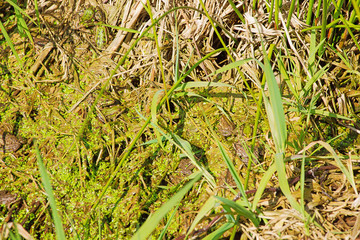 Camouflaged horde of young frogs  hiding in the mud