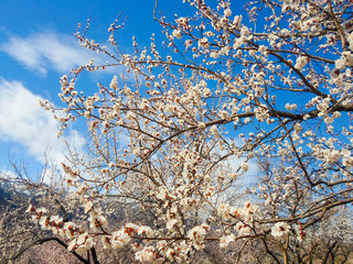 beautiful white flowers on an apricot tree. spring flowering apricot tree in the garden against a blue sky