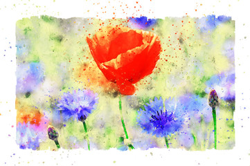 Watercolor painting of poppy flower and corn flower blossom in summer time. frame with dots.