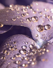 Close Up of Morning Dew Drops on Clover Leaf