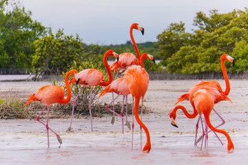 Flamingos on the lagoon of the Ria Lagartos nature preserve
