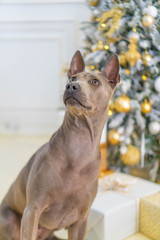 Thai Ridgeback Dog in beige gray adults