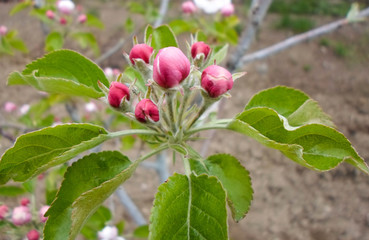 Pink blossom of a tree apple tree in a city park on a spring day. delicate flowers of apple trees, beautiful flowers on the garden