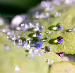 Close Up of Morning Dew Drops on Clover Leaf