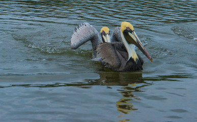 Pelicans on the lagoon of the Ria Lagartos nature preserve
