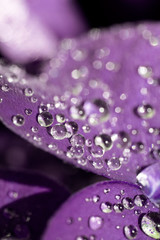 Close Up of Morning Dew Drops on Clover Leaf