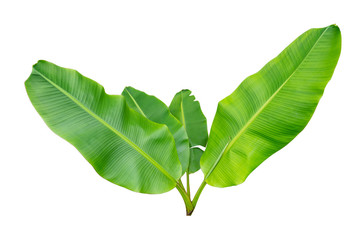 banana leaf isolated on white background, File contains a clipping path. © lamyai