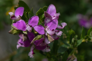 Polygala mytrifolia - beautiful shrub and ornamental garden plant