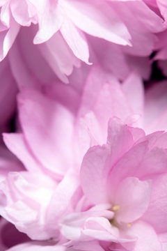 Close Up of Fresh Cherry Blossom Flowers in Bloom For Background © squeebcreative