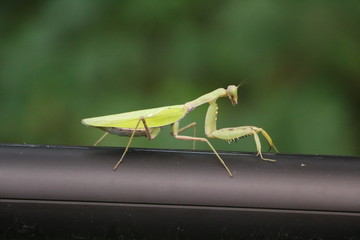 カマキリ