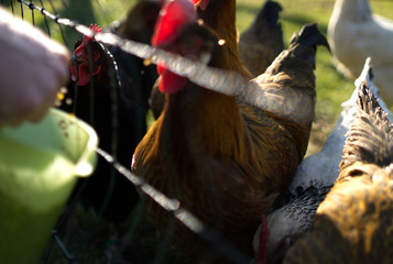 Chickens behind a fence while feeding