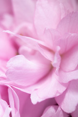 Obraz na płótnie Canvas Close Up of Fresh Cherry Blossom Flowers in Bloom For Background