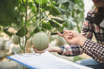 Agronomist examining plant in melon field, Couple farmer and researcher analyzing melon  plant.