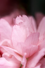 Fototapeta na wymiar Close Up of Fresh Cherry Blossom Flowers in Bloom For Background