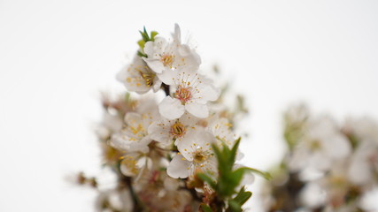 White flowers on branch  in white background. Close up shot. Spring icon