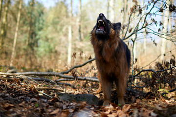 Deutscher Schäferhund bellend im Wald