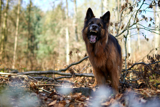 Deutscher Sch&auml;ferhund bellend im Wald