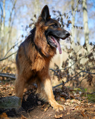 Hübscher altdeutscher Schäferhund im Wald