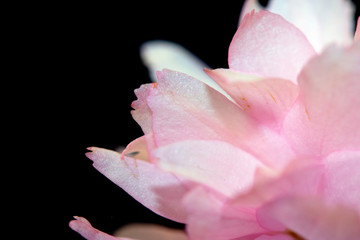 Close Up of Fresh Cherry Blossom Flowers in Bloom For Background